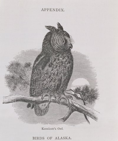 Kennicotts Owl, from Aljaška and its Resources, William H. Dall, rytý H. H. Nicholls, pub. 1870 od H. W., Elliot