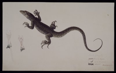 Monitor „Lacerta Gudua“, ze sbírky Francise Buchanana, kolem roku 1804 (akvarel a pero a inkoust na papíře) od Haludar