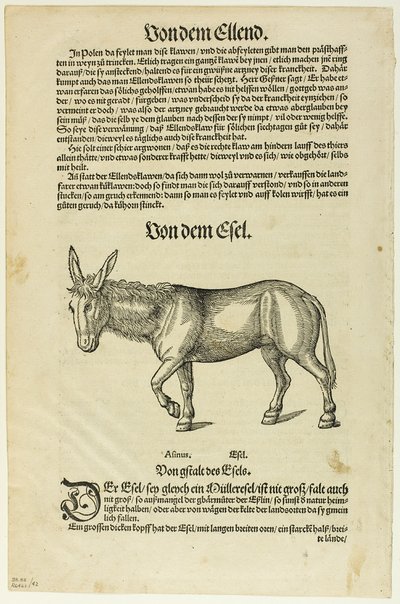 Ilustrace z "Thierbuch", deska 42 z Dřevorytů z knih XVI. století od Hans Asper