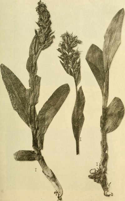 Letopisy K.K. Přírodovědné dvorské muzeum (1914) (18196503932) od Hans Fleischmann