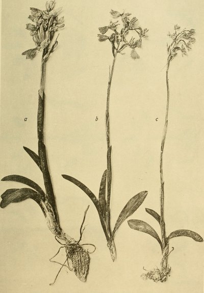Letopisy K.K. Přírodovědné dvorské muzeum (1914) (18201357971) od Hans Fleischmann