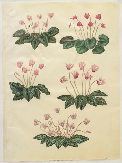 Cyclamen purprascens z alba Gottorfer Codex, c.1650 (kvaš na pergamenu) od Hans Simon Holtzbecher