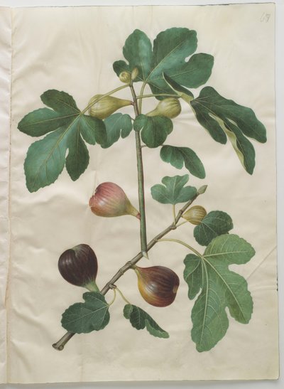 Ficus carica z alba Gottorfer Codex, c.1650 (kvaš na pergamenu) od Hans Simon Holtzbecher
