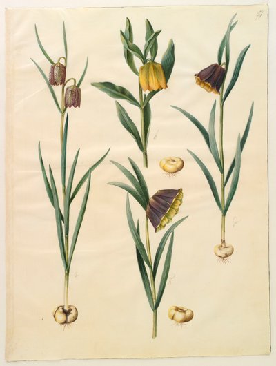 Fritillaria meleagris z alba Gottorf Codex, c.1650 (kvaš na pergamenu) od Hans Simon Holtzbecher