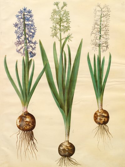 Hyacinthoides orientalis z alba Gottorfer Codex, c.1650 (kvaš na pergamenu) od Hans Simon Holtzbecher