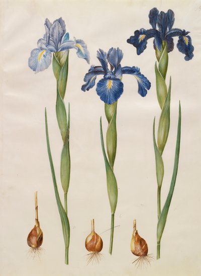 Iris xiphiodes z alba Gottorfer Codex, c.1650 (kvaš na pergamenu) od Hans Simon Holtzbecher