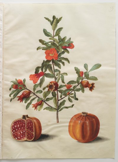 Punica granatum z alba Gottorfer Codex, c.1650 (kvaš na pergamenu) od Hans Simon Holtzbecher