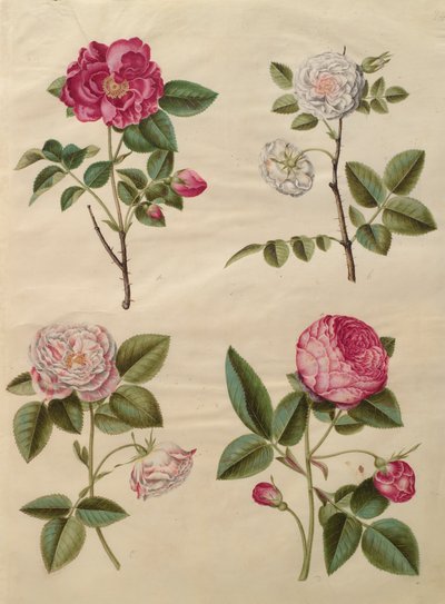 Rosa gallica z alba Gottorfer Codex, c.1650 (kvaš na pergamenu) od Hans Simon Holtzbecher