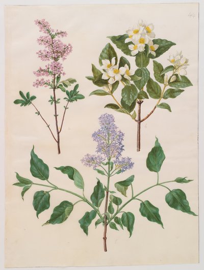 Syringa persica, philadelphus coronarius a syringa vulgaris z alba Gottorfer Codex, c.1650 (kvaš na pergamenu) od Hans Simon Holtzbecher