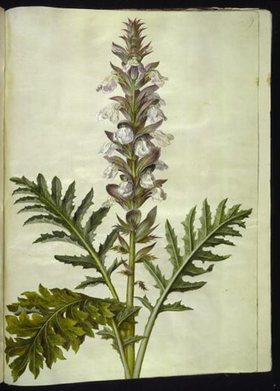 Acanthus hungaricus (hungarsk akantus) od Hans Simon Holtzbecker