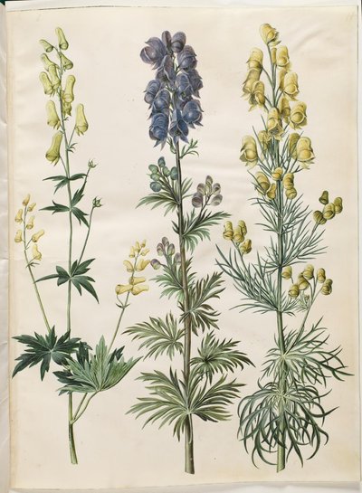 Aconitum lycoctonum (bouřlivák nordisk); Aconite napellus (Ægte stormhat); Aconite anthora (finbladet stormhat) od Hans Simon Holtzbecker
