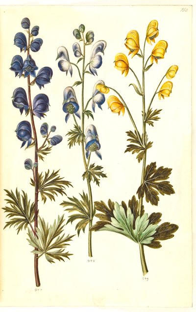 Aconite napellus (?) (Ægte stormhat); Akonit pestrý, evt. Aconitum ×cammarum (?) (broget stormhat, evt. have-stormhat); Aconite anthora (finbladet stormhat) od Hans Simon Holtzbecker
