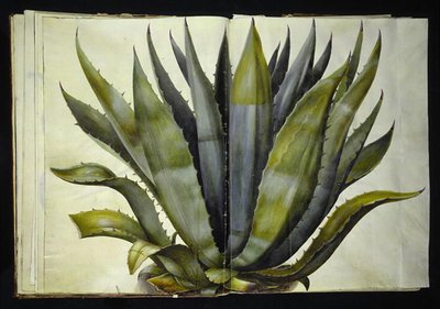 Agave americana (agáve obyčejná) od Hans Simon Holtzbecker