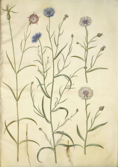 Agrostemma githago (obyčejný kámen); Centaurea cyanus (chrpa) od Hans Simon Holtzbecker