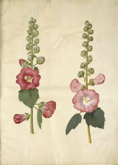 Alcea rosea (stokrosa) od Hans Simon Holtzbecker