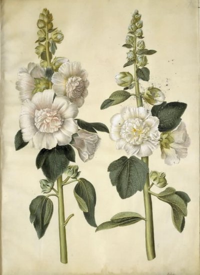 Alcea rosea (stokrosa) od Hans Simon Holtzbecker