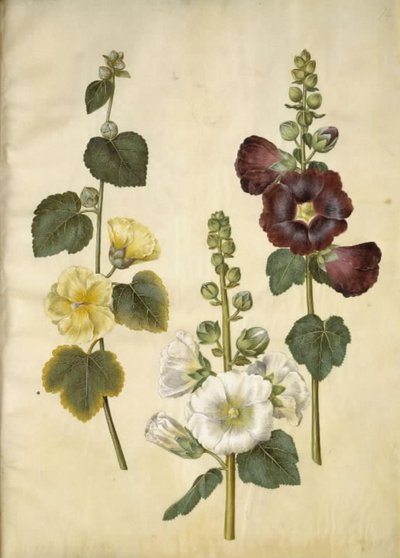 Alcea rosea (stokrosa) od Hans Simon Holtzbecker