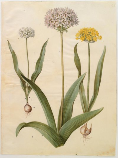 Allium moly (zlatá cibule); Allium nigrum (černá cibule) od Hans Simon Holtzbecker