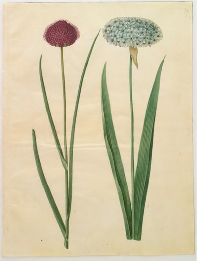 Allium sphaerocephalon (cibule středomořská); Allium nigrum (černá cibule) od Hans Simon Holtzbecker