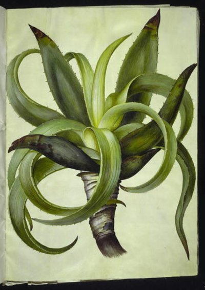 aloe (aloe) od Hans Simon Holtzbecker