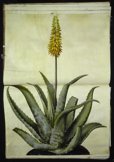 Aloe vera (lékařské aloe) od Hans Simon Holtzbecker