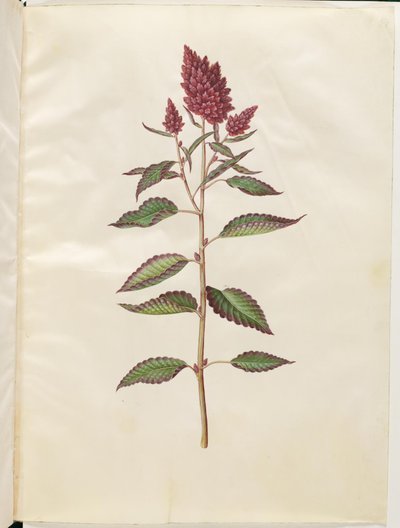 Krvavý amarant (amarant červený) od Hans Simon Holtzbecker