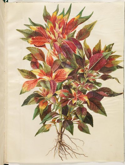 Amaranthus tricolor (papoušek amarant) od Hans Simon Holtzbecker