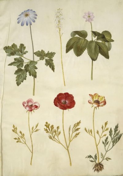 Anemone apennina (Apeninská sasanka); Tiarella cordifolia (květ z pěny obecné); Anemone trifolia (sasanka trojitá); Ranunculus asiaticus (pryskyřník zahradní) od Hans Simon Holtzbecker
