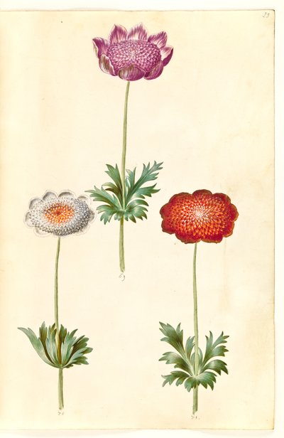Anemone coronaria (sasanka franská) od Hans Simon Holtzbecker