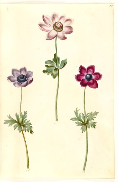 Anemone coronaria (sasanka franská) od Hans Simon Holtzbecker