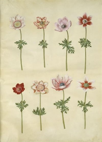 Anemone coronaria (sasanka franská) od Hans Simon Holtzbecker