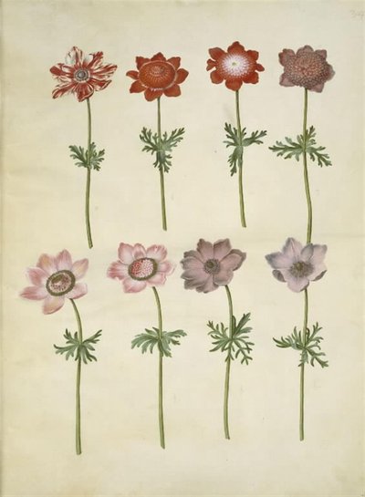 Anemone coronaria (sasanka franská) od Hans Simon Holtzbecker