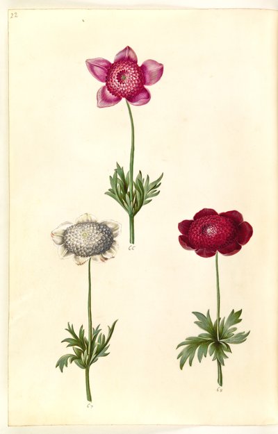 Anemone coronaria (sasanka franská) od Hans Simon Holtzbecker