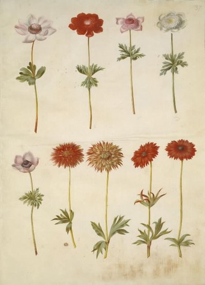 Anemone coronaria (francouzská sasanka); Sasanka ×fulgens (lesklá sasanka) od Hans Simon Holtzbecker