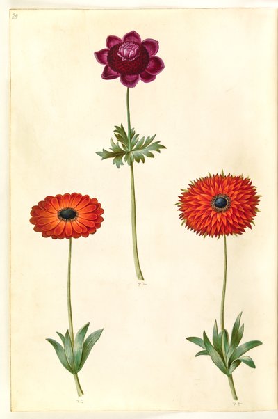 Anemone coronaria (francouzská sasanka); Sasanka ×fulgens (lesklá sasanka) od Hans Simon Holtzbecker