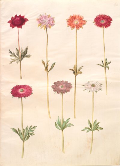 Anemone coronaria (francouzská sasanka); Sasanka ×fulgens (lesklá sasanka) od Hans Simon Holtzbecker