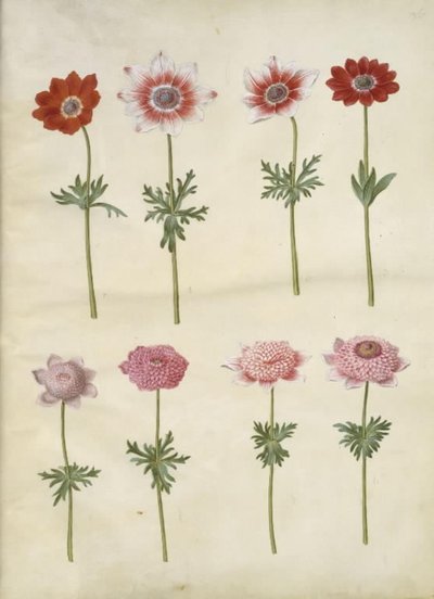 Anemone coronaria L. (sasanka francouzská); Anemone pavonina (paví sasanka) od Hans Simon Holtzbecker