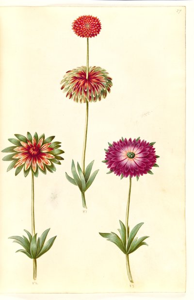 Sasanka ×fulgens (lesklá sasanka) od Hans Simon Holtzbecker