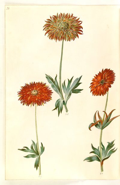 Sasanka ×fulgens (lesklá sasanka) od Hans Simon Holtzbecker
