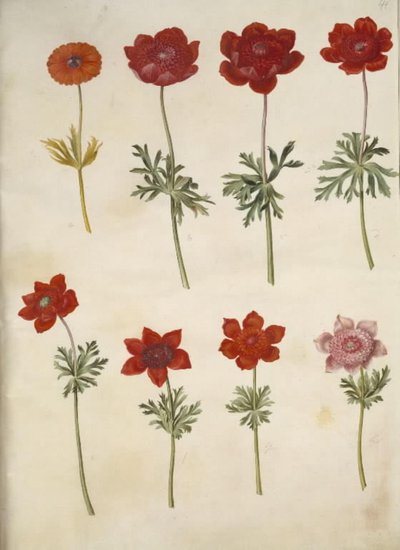 Sasanka ×fulgens (lesklá sasanka); Anemone coronaria (francouzská sasanka) od Hans Simon Holtzbecker