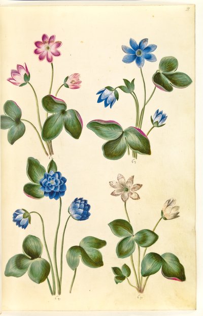 Anemone hepatica (modrá sasanka) od Hans Simon Holtzbecker
