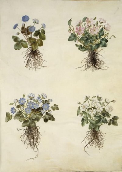 Anemone hepatica (modrá sasanka) od Hans Simon Holtzbecker