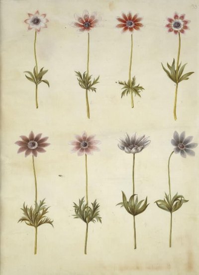 Anemone pavonina (paví sasanka) od Hans Simon Holtzbecker