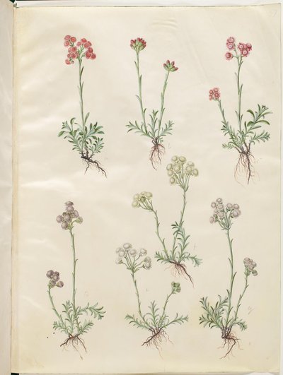 Antennaria dioica (kočičí noha) od Hans Simon Holtzbecker