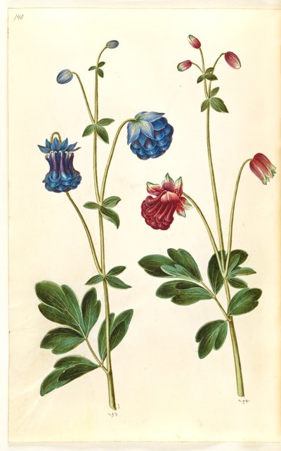 Aquilegia vulgaris (kolumbína obecná) od Hans Simon Holtzbecker