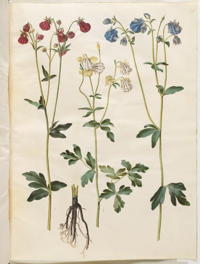 Aquilegia vulgaris (kolumbína obecná) od Hans Simon Holtzbecker