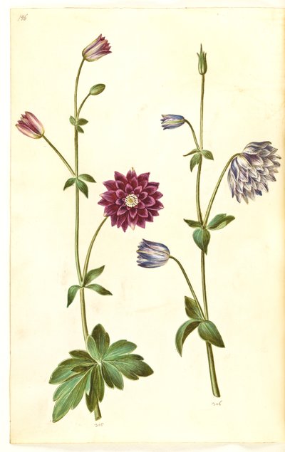 Aquilegia vulgaris (kolumbína obecná) od Hans Simon Holtzbecker