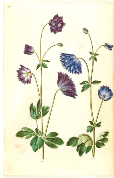 Aquilegia vulgaris (kolumbína obecná) od Hans Simon Holtzbecker