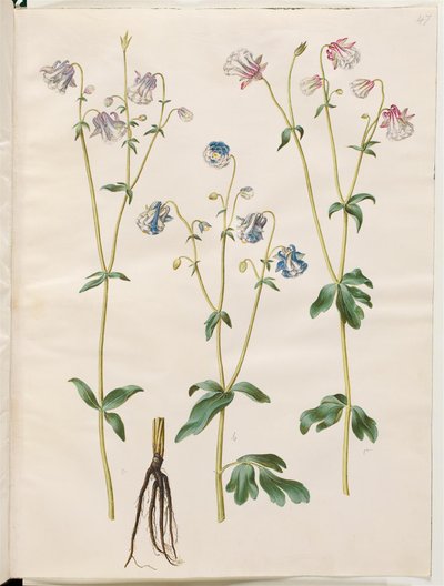 Aquilegia vulgaris (kolumbína obecná) od Hans Simon Holtzbecker