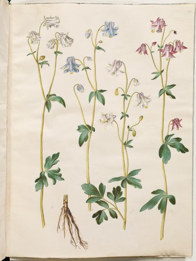 Aquilegia vulgaris (kolumbína obecná) od Hans Simon Holtzbecker